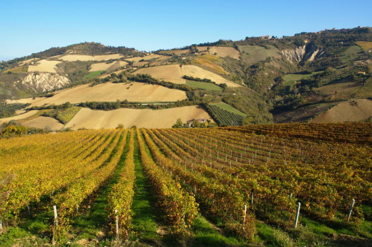 The vineyard below the aprtment house