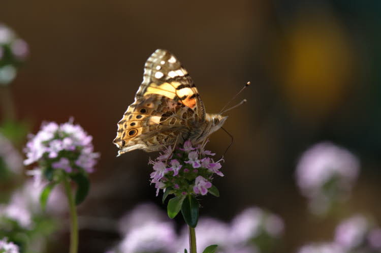 Unknown butterfly